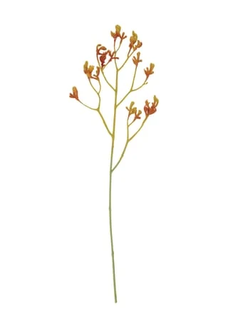 Coupon ❤️ LEONARDO Kunstpflanze "Camminata", Känguruhpfote, 75 Cm GELB ✨ 1 Coupon ❤️ LEONARDO Kunstpflanze "Camminata", Känguruhpfote, 75 Cm GELB ✨