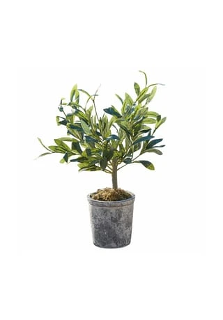 Top 10 ✨ LOBERON Deko-Topfpflanze Mariuccia Grün Grün ✨ 1 Top 10 ✨ LOBERON Deko-Topfpflanze Mariuccia Grün Grün ✨