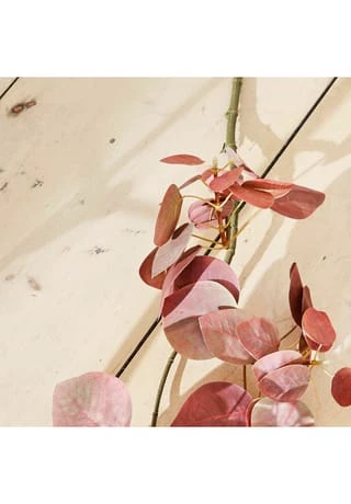 Am billigsten ⌛ LOBERON Deko-Zweig Pinon Rosa Rosa 👏 4 Am billigsten ⌛ LOBERON Deko-Zweig Pinon Rosa Rosa 👏 – Bild 4